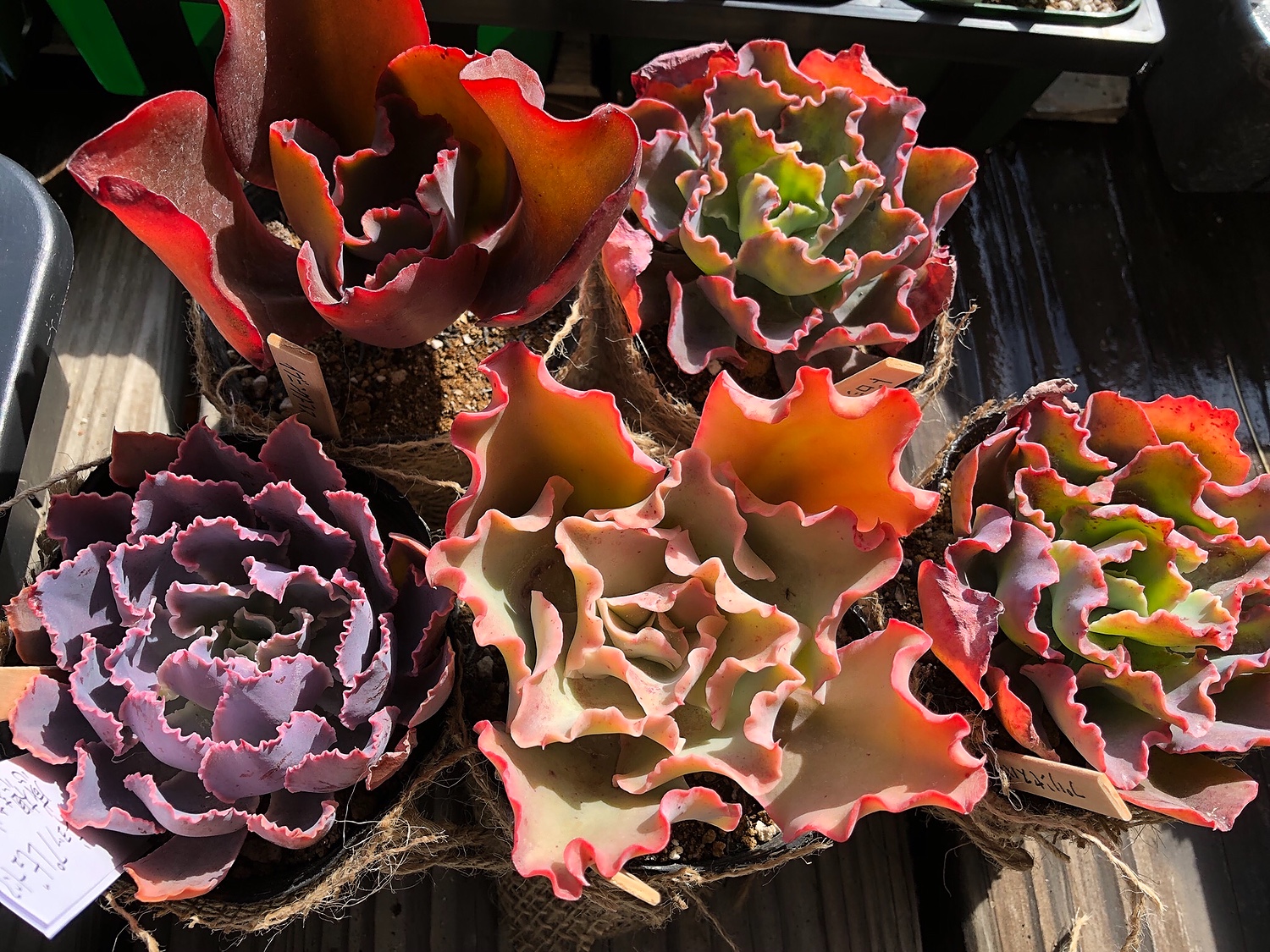 多肉 植物 高砂 の 翁