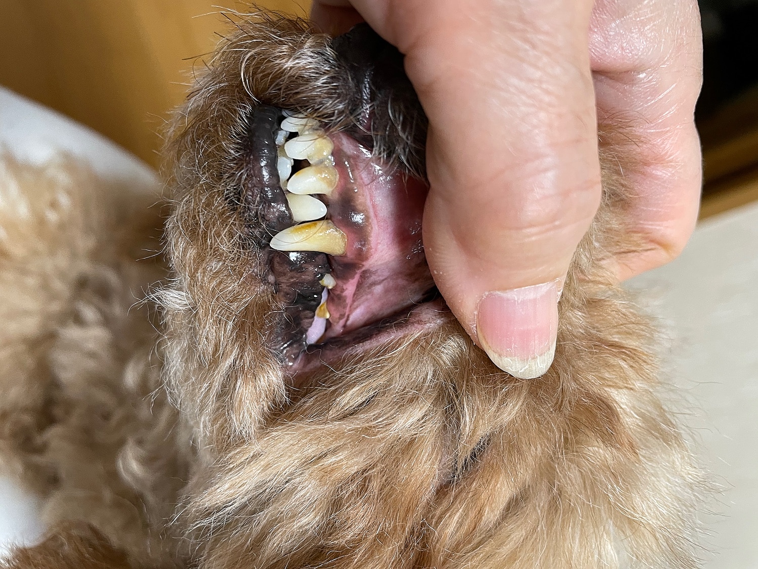 楽天市場 犬猫 歯磨き 歯石とり 歯垢 対策をサポート Dr Yujiro パーフェクトセット 約3カ月分 5000頭以上の犬の歯石除去 歯石取り を行ってきた獣医師が開発 わんこの歯医者さん 通販事業部 50代以上 女性 みんなのレビュー 口コミ