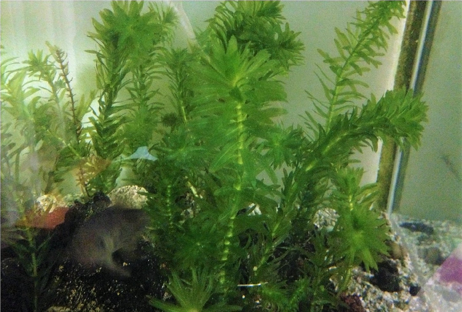 楽天市場】【訳あり特価品】無農薬アナカリス(金魚藻・オオカナダモ