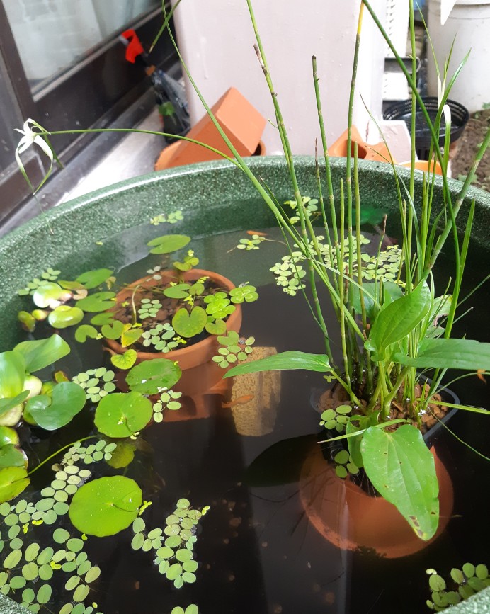 楽天市場】（ビオトープ）水辺植物 メダカが喜ぶ水辺植物！産卵・隠れ家用寄せ植え 3号（ 2ポットセット）水質浄化(charm 楽天市場店) |  みんなのレビュー・口コミ