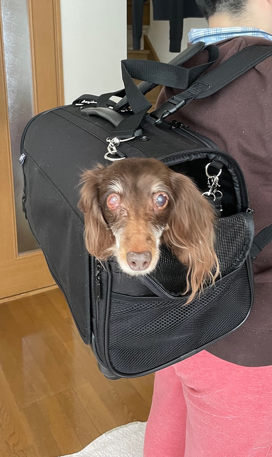 ミニチュアダックス用　PORTER生地黒 ナイロン キャリーバッグ ミニチュアダックス専用 キャリーケース4WAY