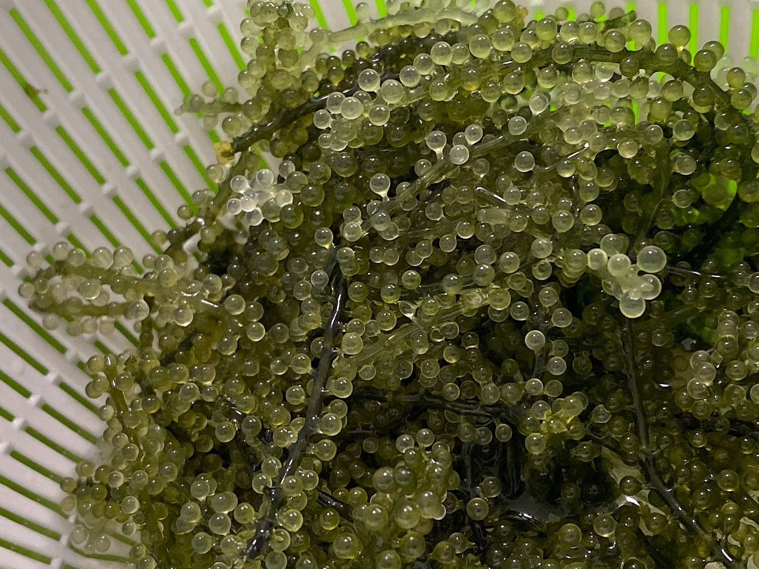 楽天市場 一軍になれなかった海ぶどう500g 海ブドウ おつまみ 低カロリー お取り寄せ グルメ ポイント消化 買い回り 22年4月度月間優良ショップ受賞 金ちゃんちの海ぶどう みんなのレビュー 口コミ