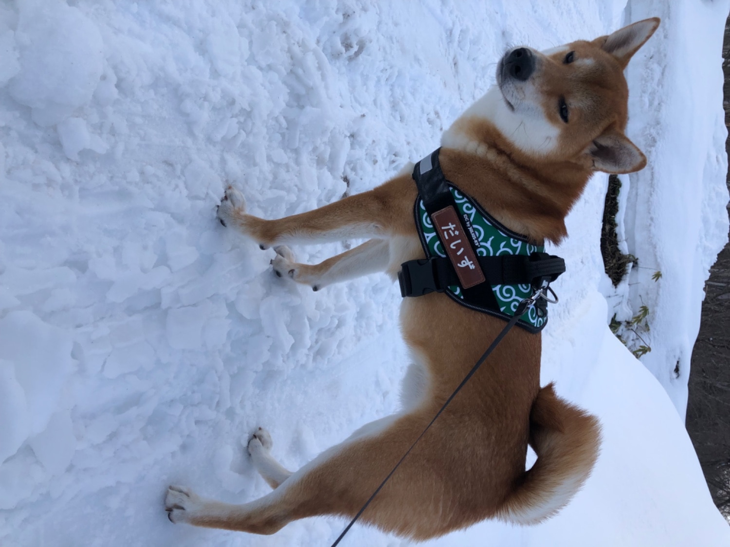 ユリウスk9 ハーネスは僕のお気に入り 口コミ Julius k9 idc ベルト リード 評判 快適なライフスタイル 生活にちょっぴりスパイスを
