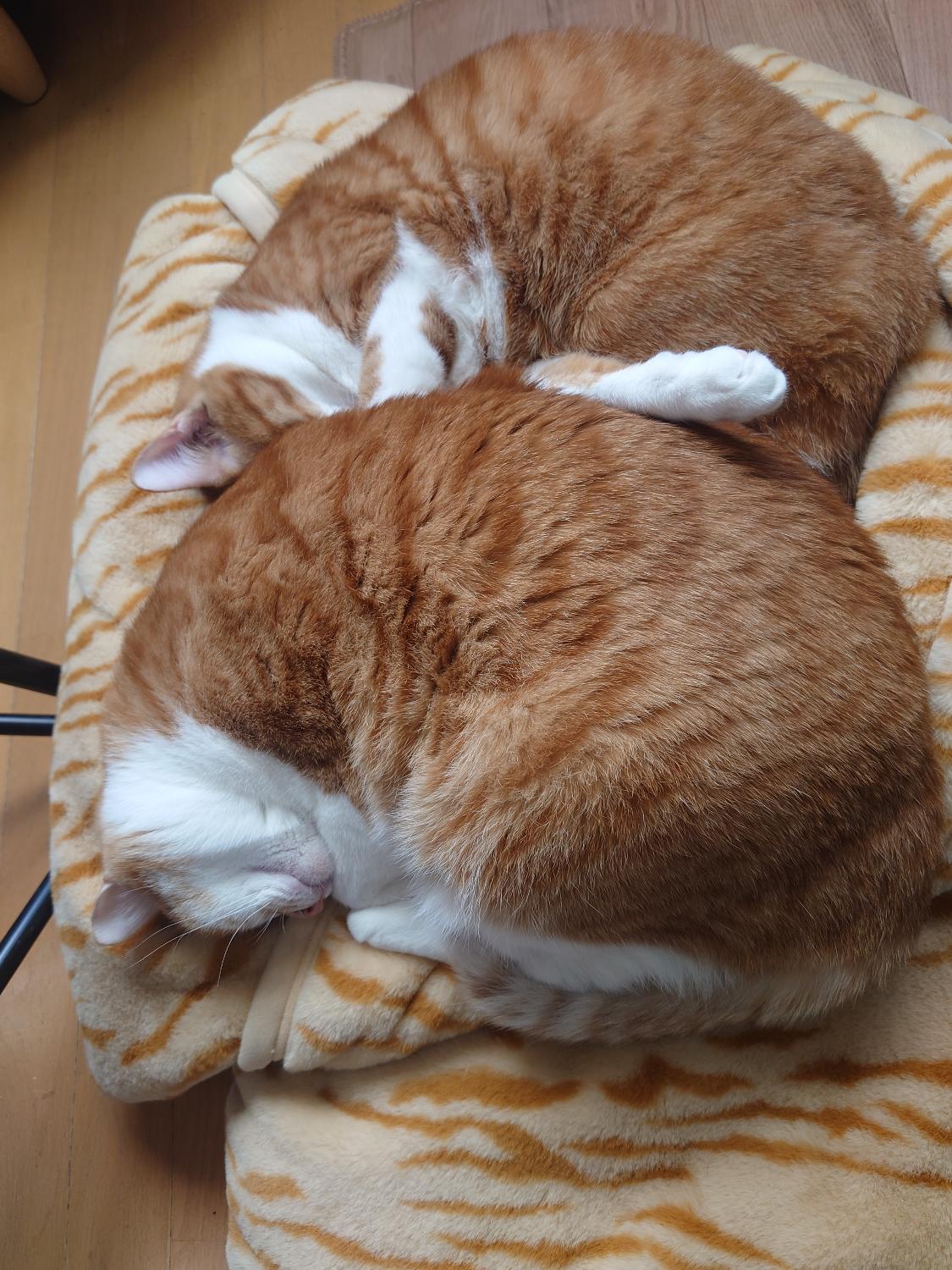 ≪TVで紹介≫ 猫フィール 猫Feel毛布 猫毛布口コミ レビュー画像3