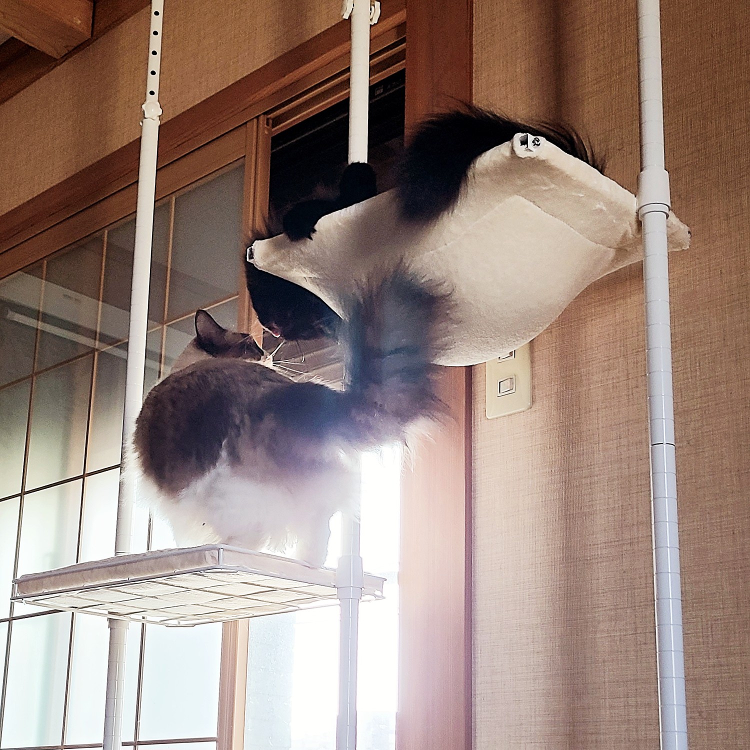 楽天市場】マルカン キティウォーク CT-523(ペット健康便) | みんなの