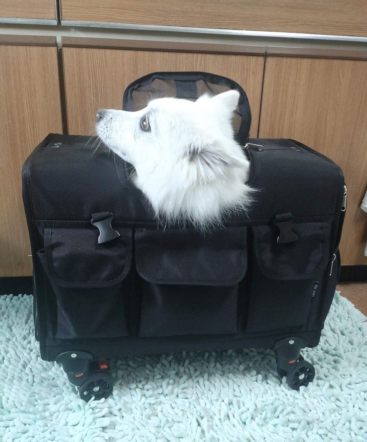 楽天市場】TAKE ME 中型犬 多頭飼い用キャリーバッグ ブラックLサイズ