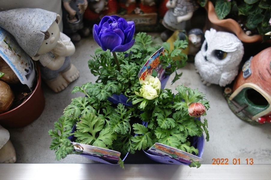 楽天市場 八重咲きアネモネ オーロラ 3株セット 多年草 花苗 販売 通販 種類 母の日 花 ガーデニング岐阜緑園 みんなのレビュー 口コミ