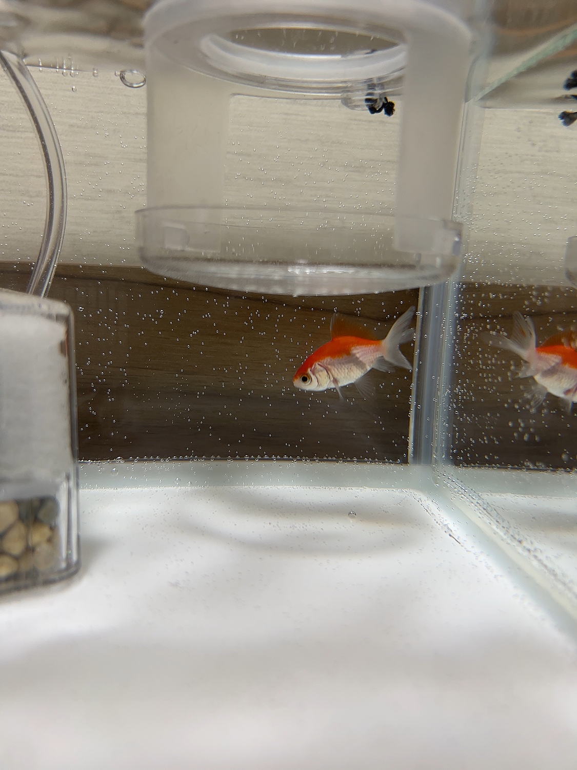 楽天市場】赤 キョーリン 咲ひかり金魚 艶姿 特級色揚 沈下 100g 楽天市場】赤 キョーリン 咲ひかり金魚 艶姿 特級色揚 沈下 100g