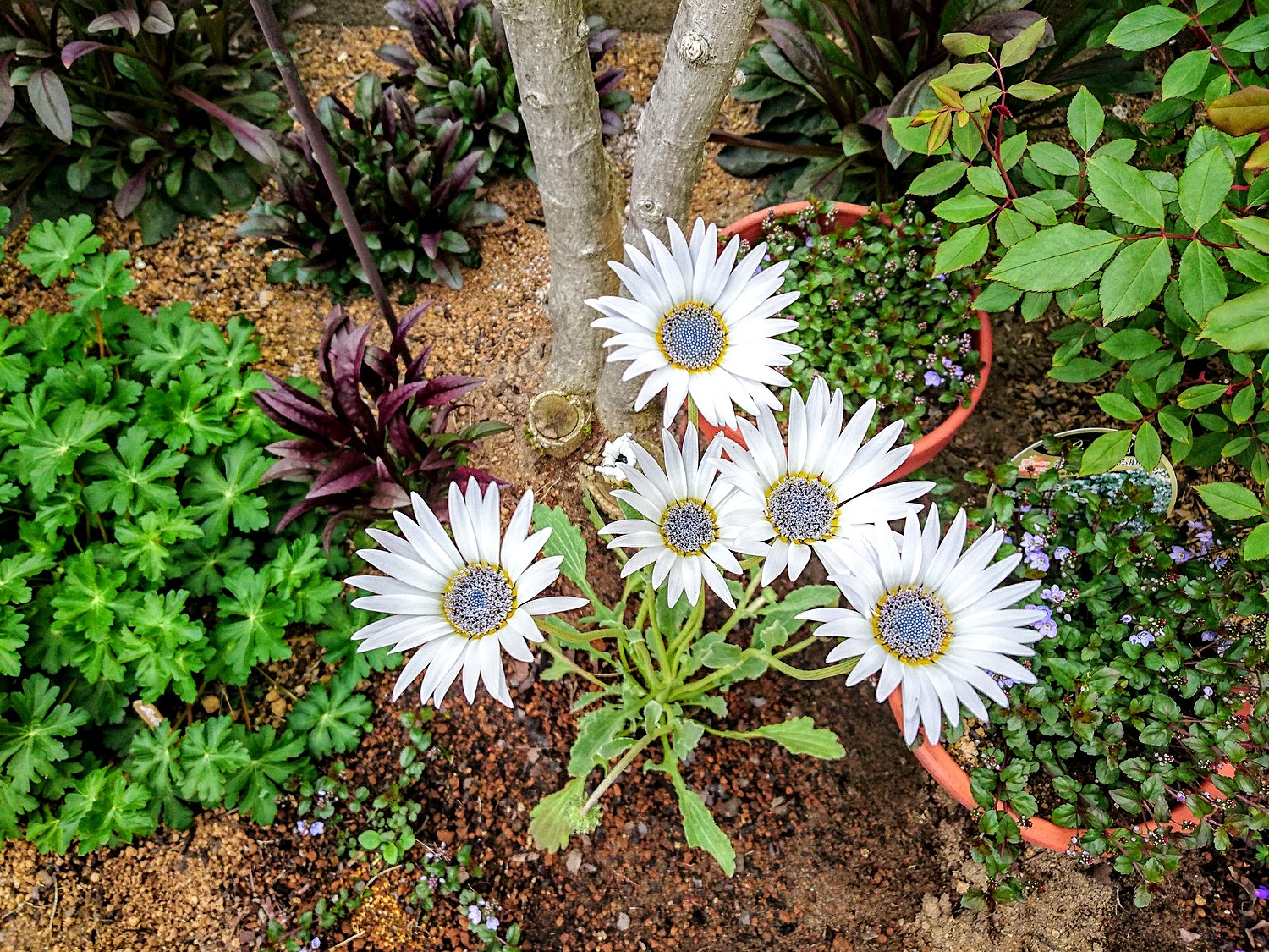 楽天市場 アークトチス グランディス おぎはら植物園 みんなのレビュー 口コミ