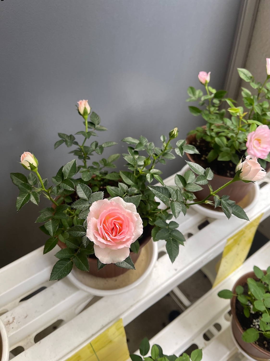 楽天市場 送料無料 自然にやさしい ミニバラ3鉢セット バラ 鉢植え 四季咲き お母さん 庭のお手入れ 花苗 花 贈り物 苗物 寄せ植え フラワー 福袋 花壇 花 送料無料 花 誕生日プレゼント 庭 手入れ 苗セット 初心者 安心 ミニバラ ミニバラ専門店 セントラルローズ