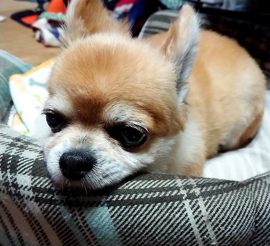 楽天市場 犬用 関節 サプリ グルコサミン コンドロイチン コラーゲン セット 無添加 メール便 送料無料 犬のご飯とケーキのドッグダイナー みんなのレビュー 口コミ