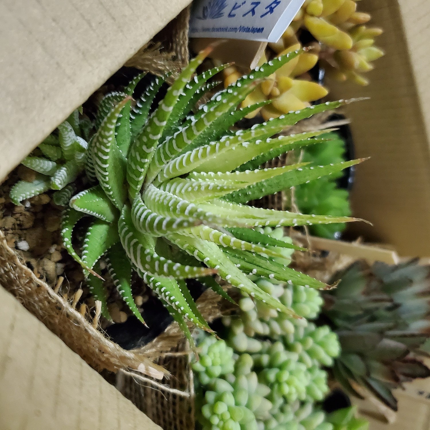 楽天市場】白鳥（ハクチョウ） ハオルチア属 多肉植物 9cmポット観葉