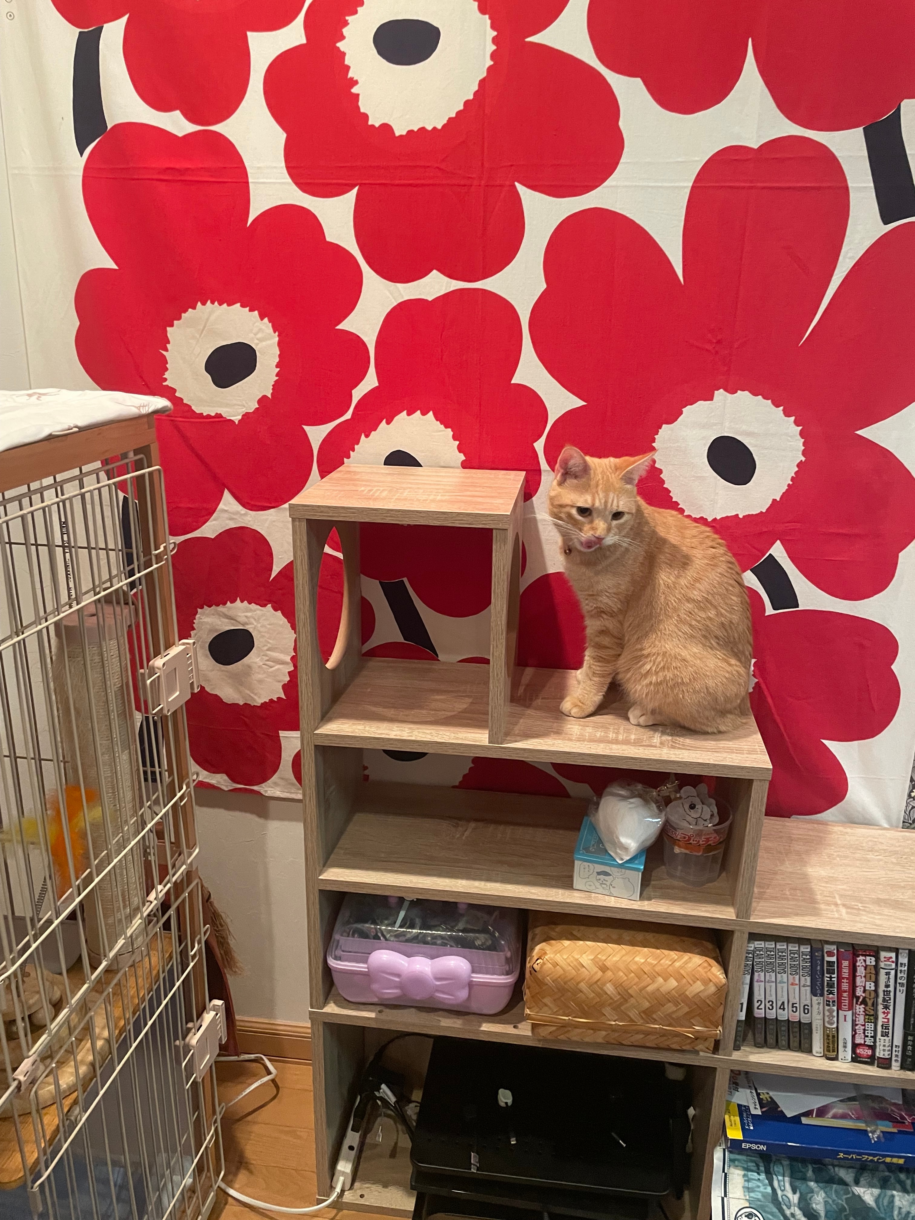 楽天市場】キャットウォーク キャットタワー 棚 壁 収納 猫 家具 木製