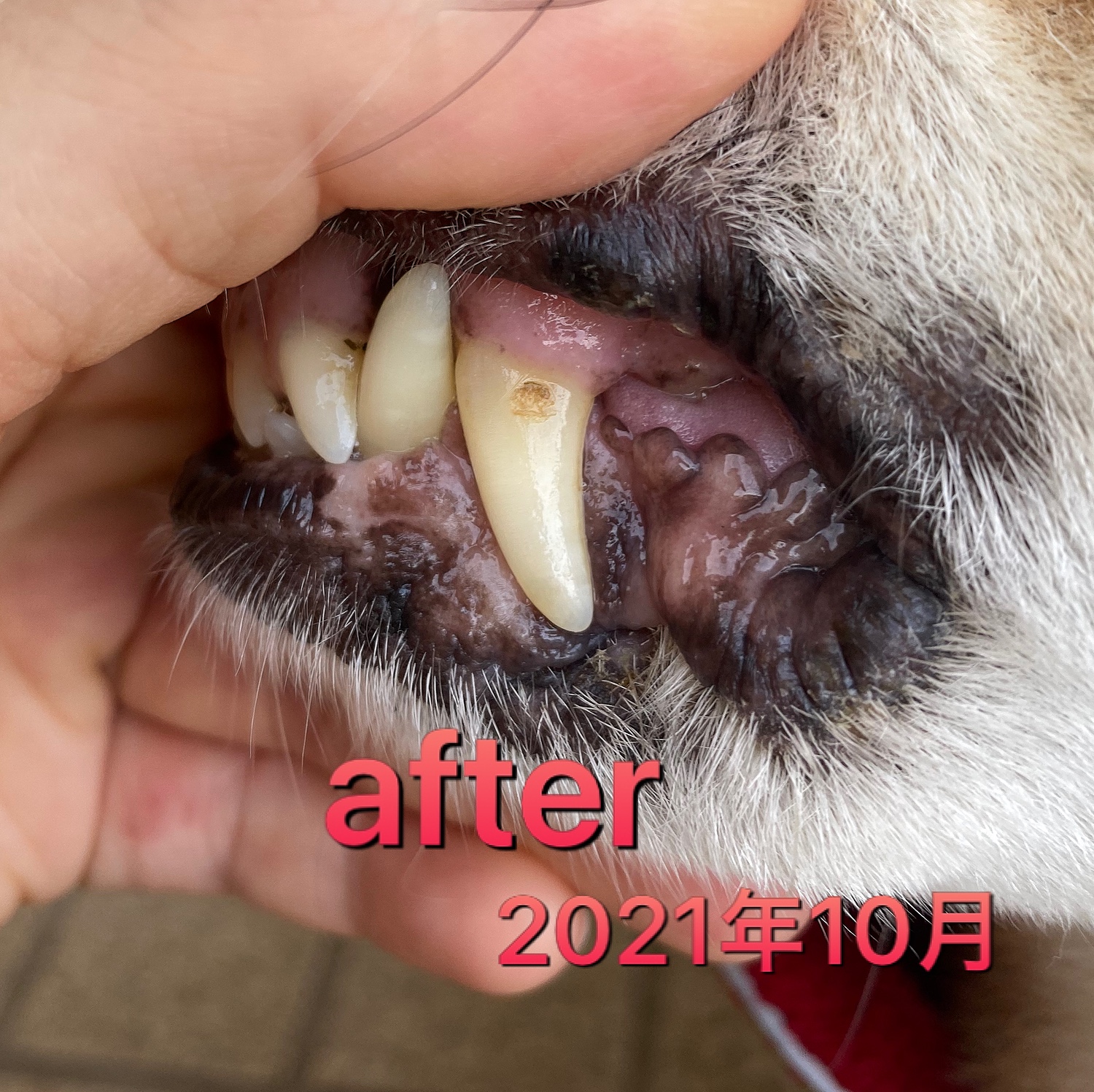 ペット用歯磨きジェル スカローデンタルジェル無香料 40g 歯垢 歯石除去 口臭予防 歯周病の予防