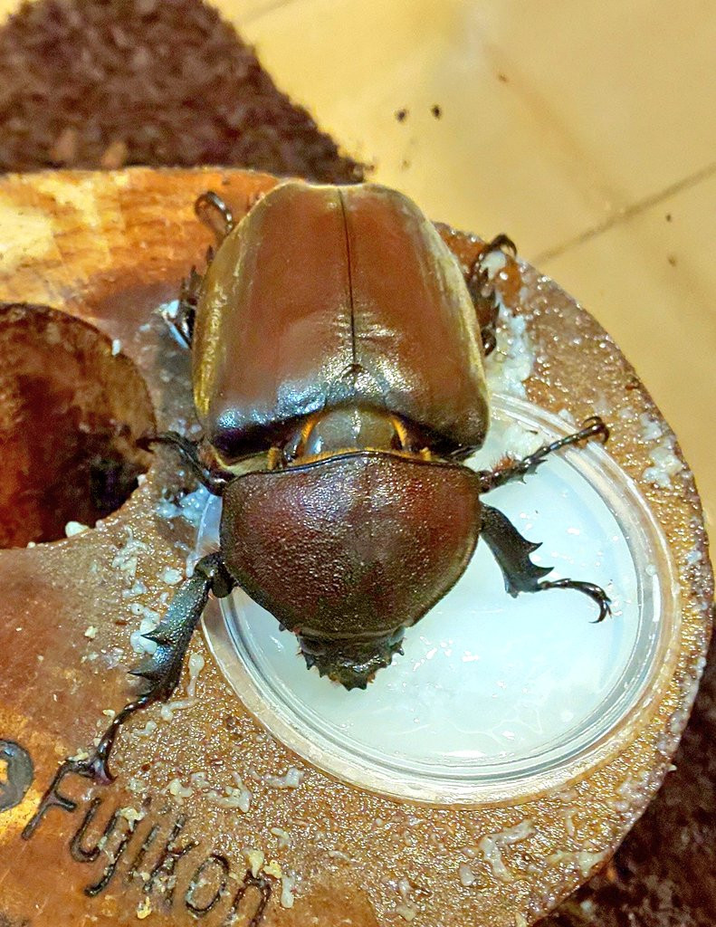 【たーかー】プロゼリー1000 昆虫ゼリー クワガタ・カブトムシ 昆虫ゼリー プロゼリー（18g 70個入り）カブトムシ