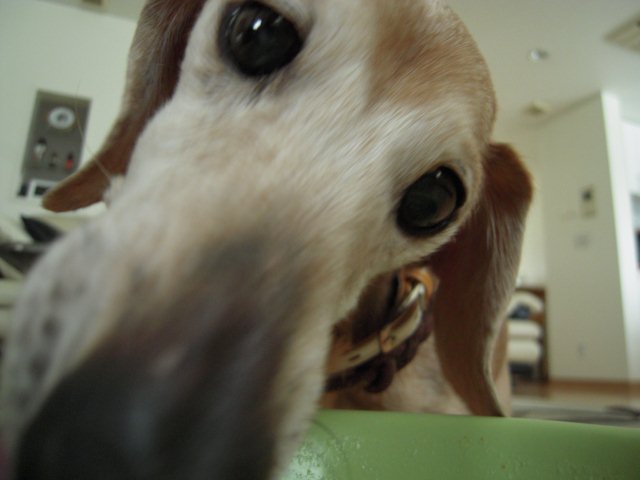 楽天市場 新鮮な魚 アジ で作った犬用ドライフード 無添加国産 オリジナル ドッグフード イー フィッシュ 魚 ライトタイプ シニア 肥満 胃腸の弱い犬用 400g Ieシリーズ Dog Visions Visions みんなのレビュー 口コミ