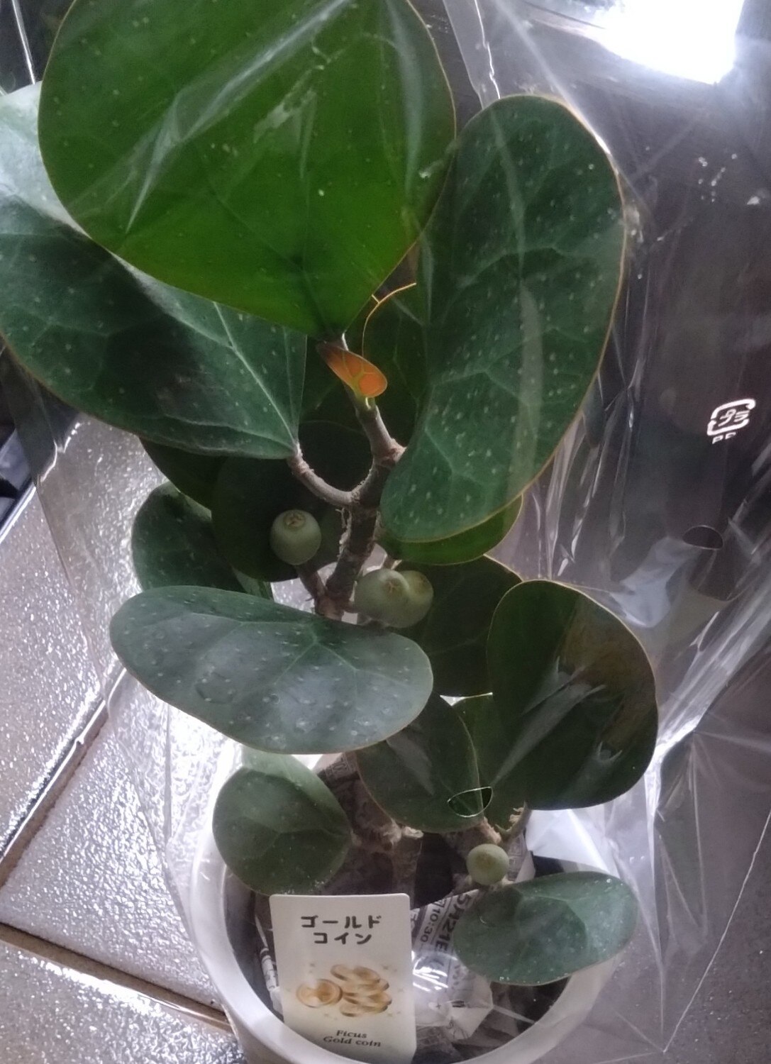 楽天市場】観葉植物 フィカス ゴールドコイン ゴムの木 4号鉢 観葉植物 小型 小さい 室内 贈り物 プレゼント インテリア おしゃれ(フラワーネット  日本花キ流通) | みんなのレビュー·口コミ