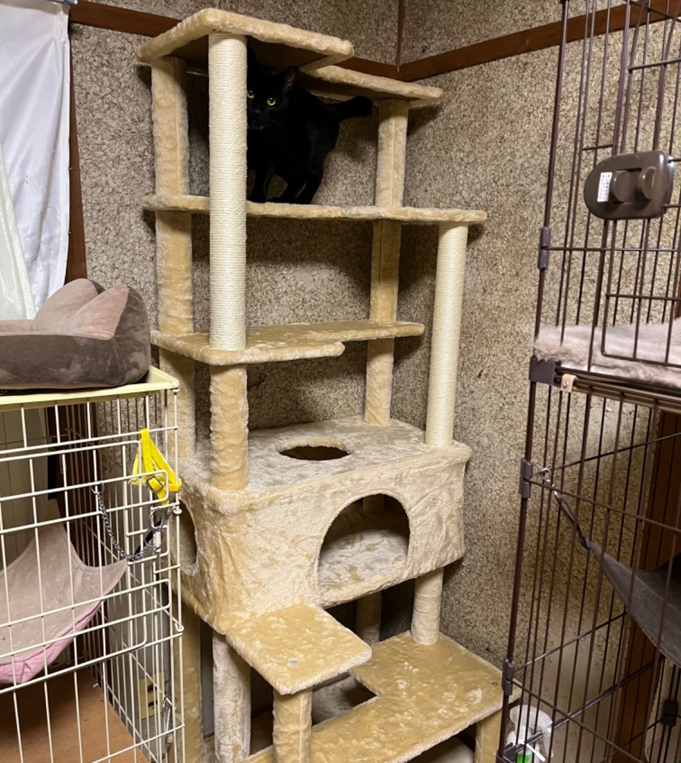 キャットツリー 据え置き スリム 高さ 170cm 幅 70cm ハウス付き 猫タワー シニア 運動不足 猫ちゃん GR キャットツリー 猫タワー GRANDE170 レビュー画像2