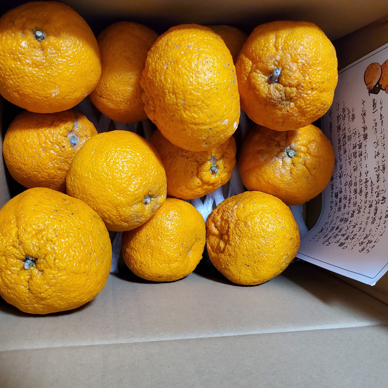 楽天市場】【ふるさと納税】宇城市産 訳あり品 不知火 約3kg 11 楽天市場】【ふるさと納税】宇城市産 訳あり品 不知火 約3kg 11