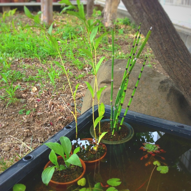 楽天市場】（ビオトープ）水辺植物 オススメ ビオ植物（5ポットセット）(charm 楽天市場店) | みんなのレビュー・口コミ