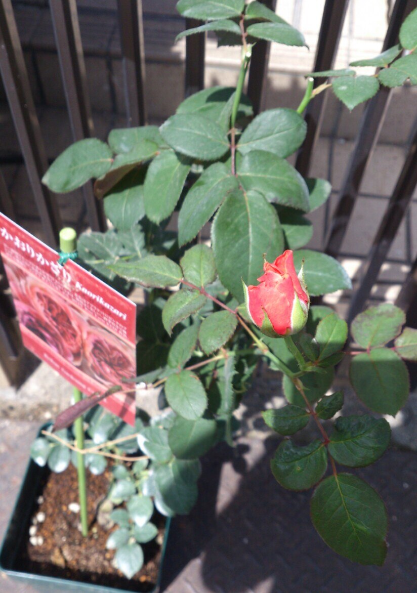 激安先着 バラ苗 大苗 かおりかざり 植物 観葉植物 Hankypankytattoo Nl
