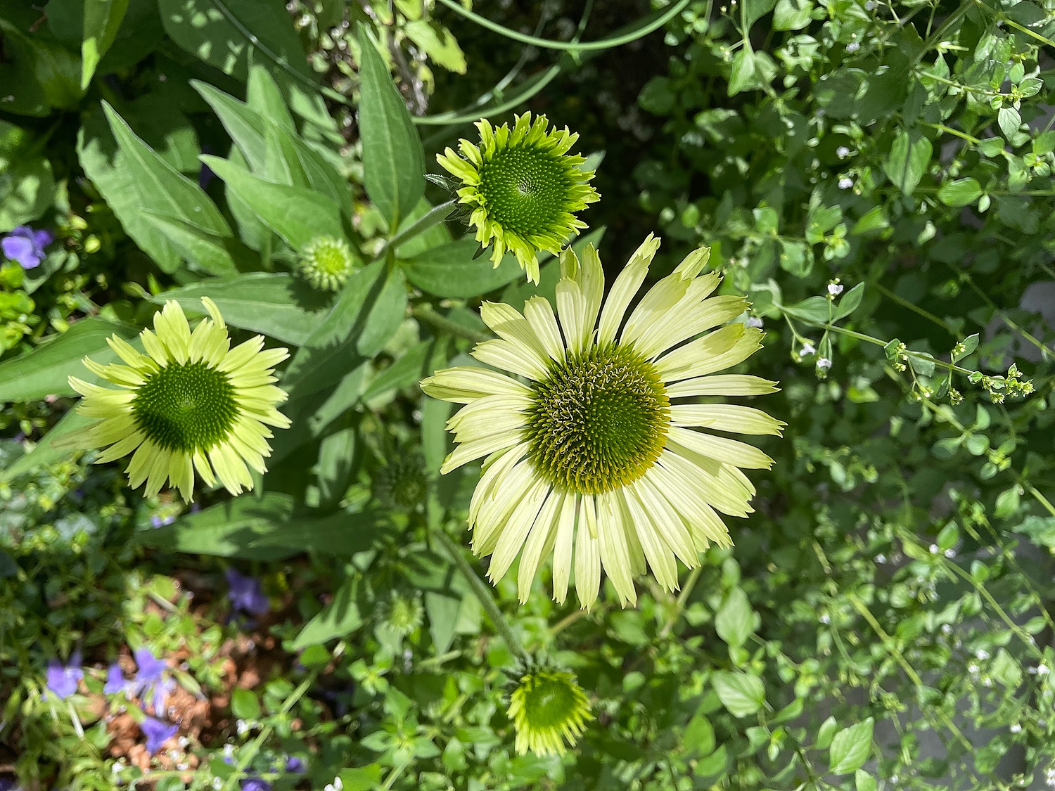 楽天市場 エキナセア グリーンジュエル おぎはら植物園 みんなのレビュー 口コミ