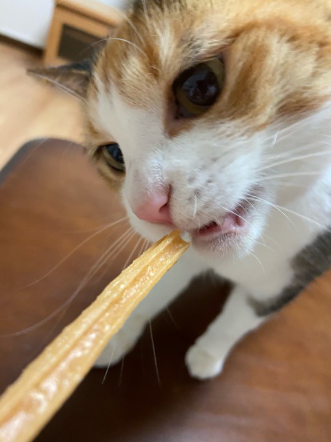 楽天市場 猫 無添加 おやつ ガム 丹波なた豆茶ねこのための歯磨きガム ネコポス便送料無料 丹波なた豆茶のお店 こやま園 みんなのレビュー 口コミ