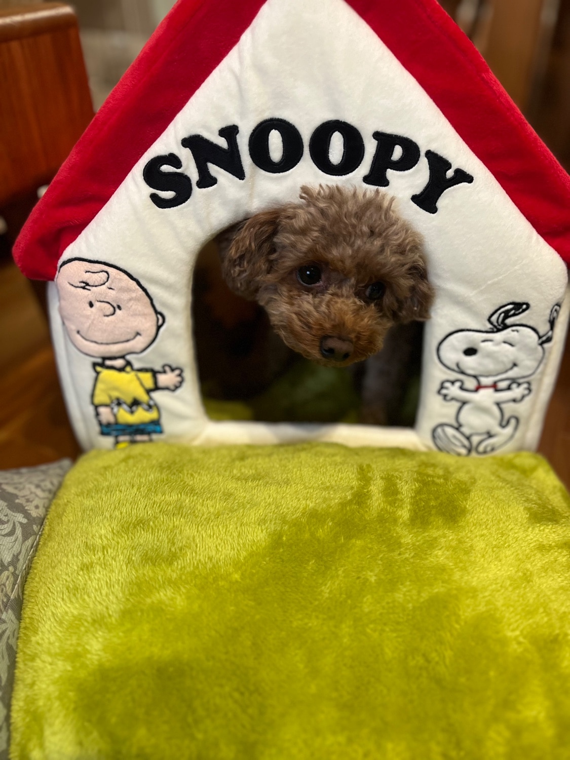 スヌーピーハウス 犬用ベッド ペットパラダイス レビュー画像9