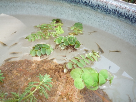 楽天市場 浮草 おまかせ浮き草 3種セット 無農薬 各1株 北海道航空便要保温 Charm 楽天市場店 参考になるレビュー順 みんなのレビュー 口コミ