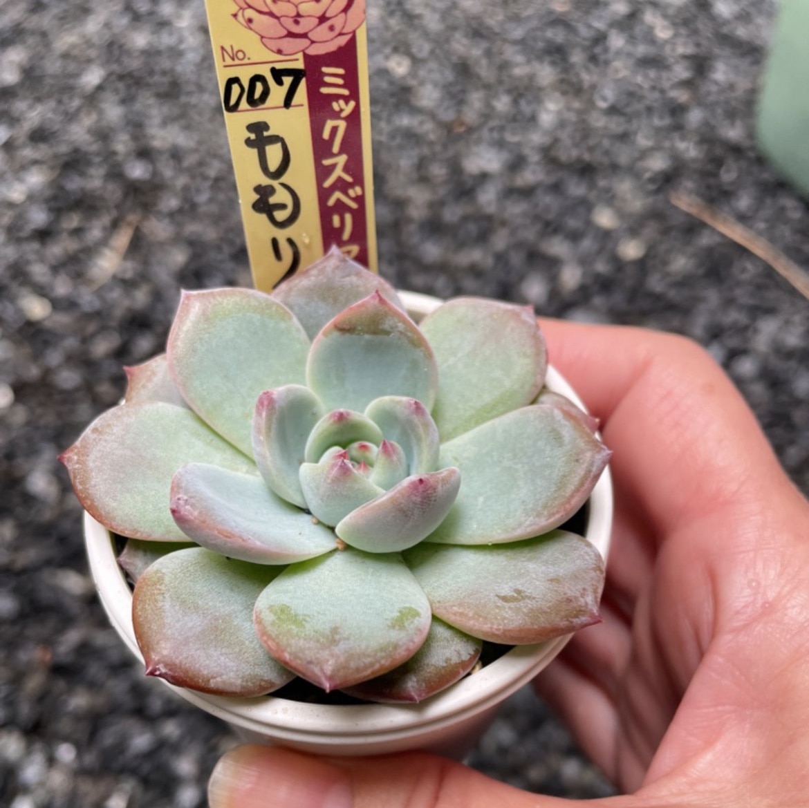 楽天市場】多肉植物 oriミックスベリア No.007 ももりん 多肉植物 お