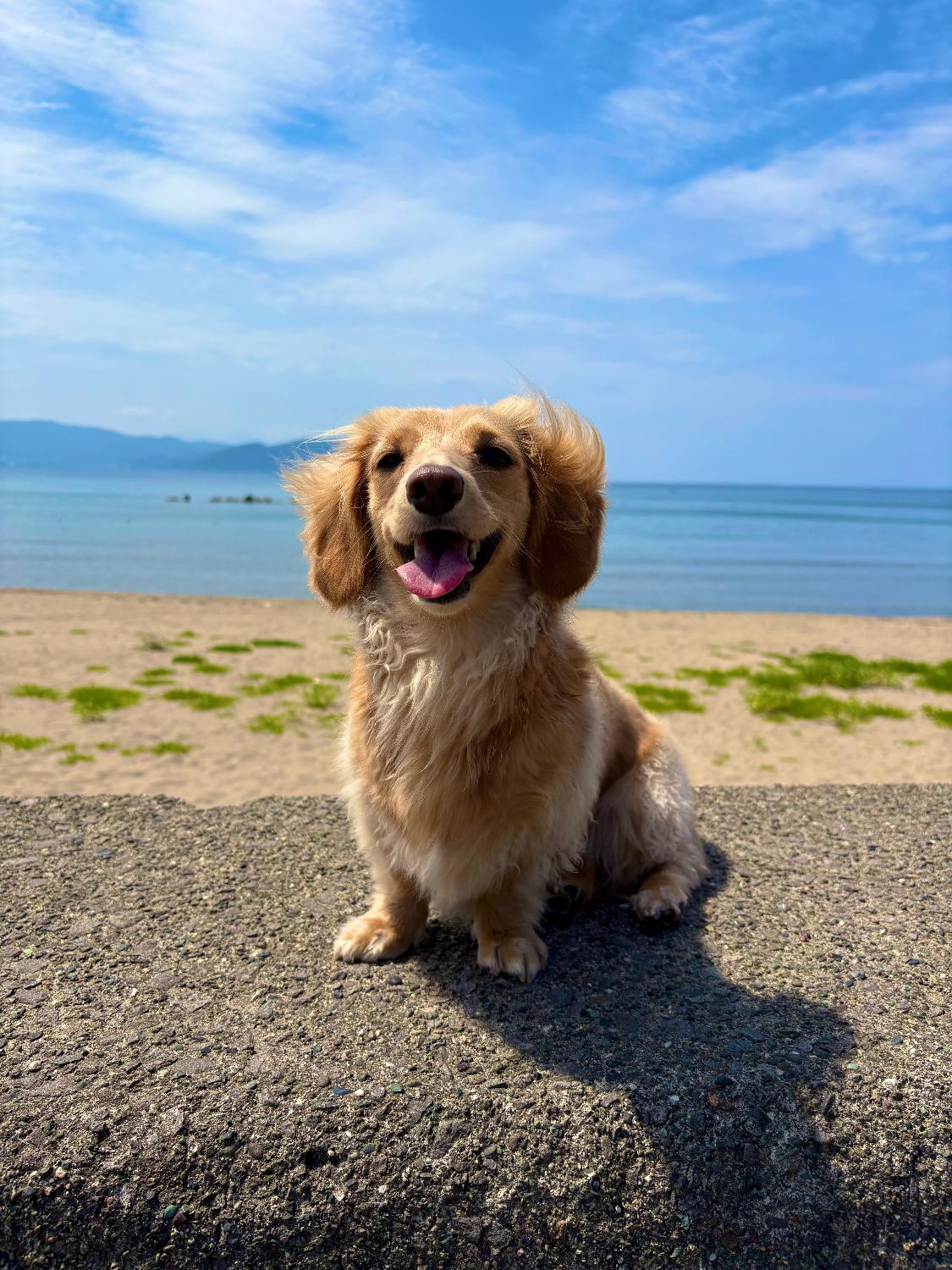 楽天市場】AZ アゼットドッグフード アダルト(成犬用) 10kg ブリーダー