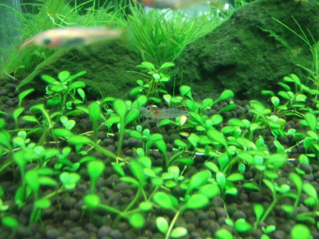 楽天市場 水草 グロッソスティグマ 水中葉 無農薬 3パック分 北海道航空便要保温 Charm 楽天市場店 未購入を含む みんなのレビュー 口コミ