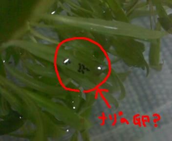 楽天市場 水草 おまかせ水上葉 レイアウトセット cm水槽用 4種 無農薬 1パック 水草説明書付 北海道航空便要保温 Charm 楽天市場店 みんなのレビュー 口コミ
