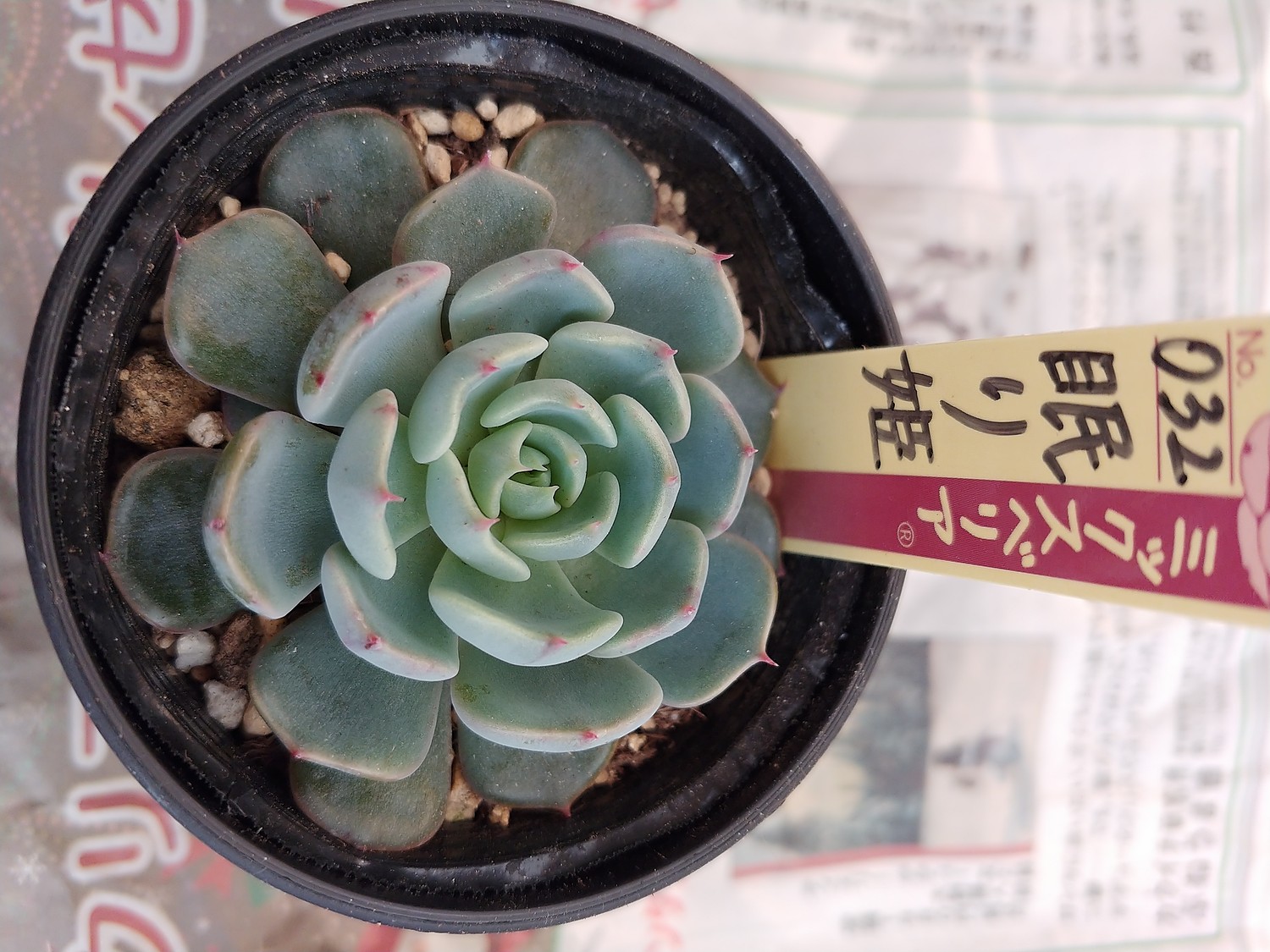 楽天市場】多肉植物 oriミックスベリア No.032 眠り姫 多肉植物 楽天市場】多肉植物 oriミックスベリア No.032 眠り姫 多肉植物