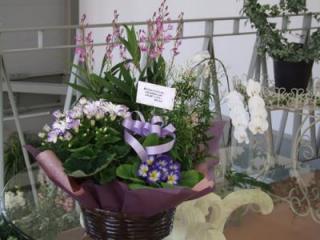 楽天市場 季節の旬な花鉢や観葉植物をデザイナーが素敵にチョイス 送料無料 花キューピット加盟店 誕生日 お祝 花ギフト プレゼント 送別会 退職祝い 翌日配達 翌日配送花鉢 ギフト 送料無料 可愛い寄せ鉢ミックス 花宅配 花束ギフトエーデルワイス 未購入を含む