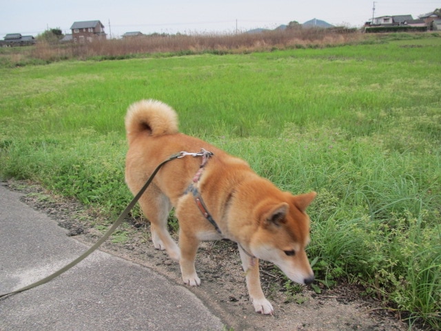 楽天市場 送料無料 カタンドッグメタル キャタンドッグ お散歩 犬用 猫用 首輪に付けるメダル 帝塚山ハウンドカム 楽天市場店 未購入を含む みんなのレビュー 口コミ