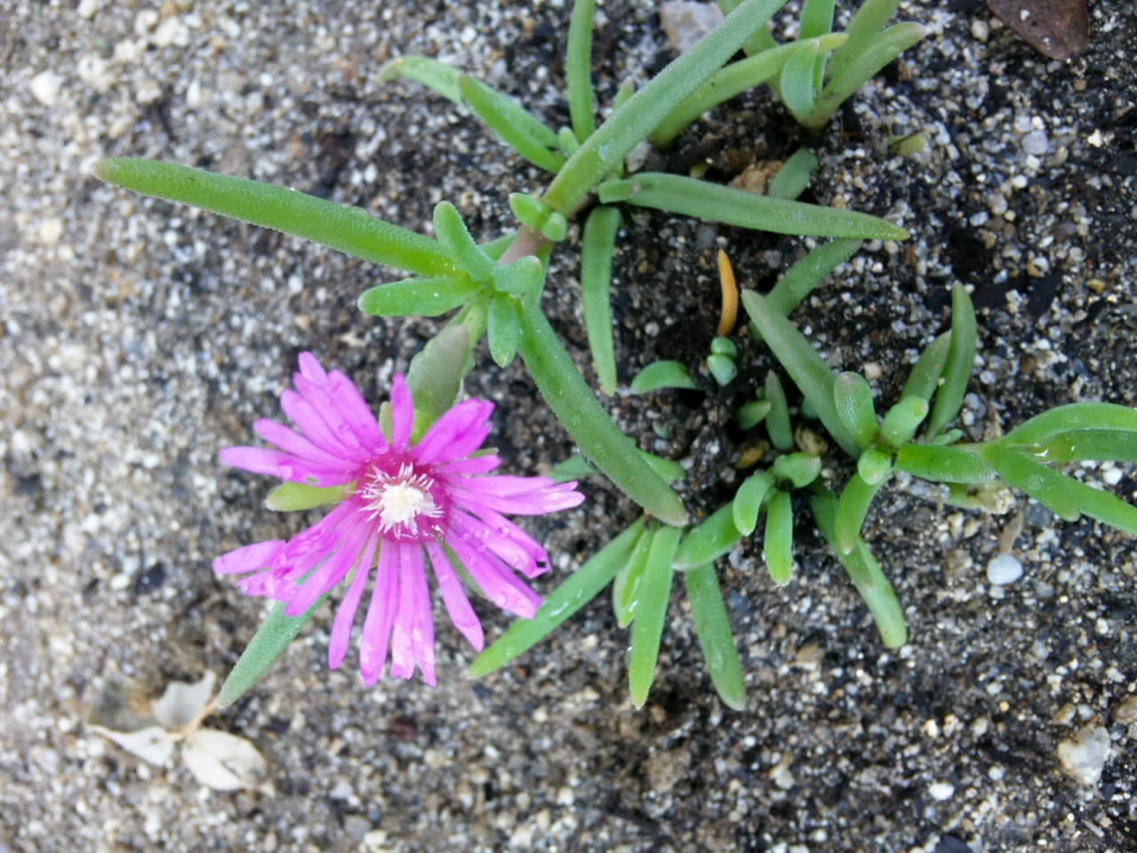 楽天市場 2個セット 耐寒性 松葉菊 マツバギク 千草園芸 未購入を含む みんなのレビュー 口コミ