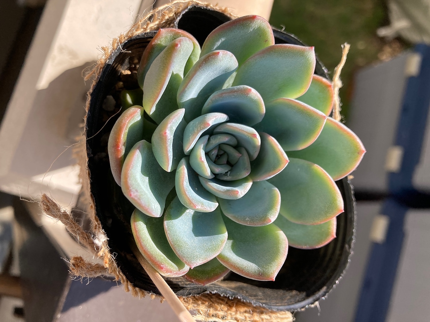 多肉植物 抜き苗スイレンSOLD｜観葉植物