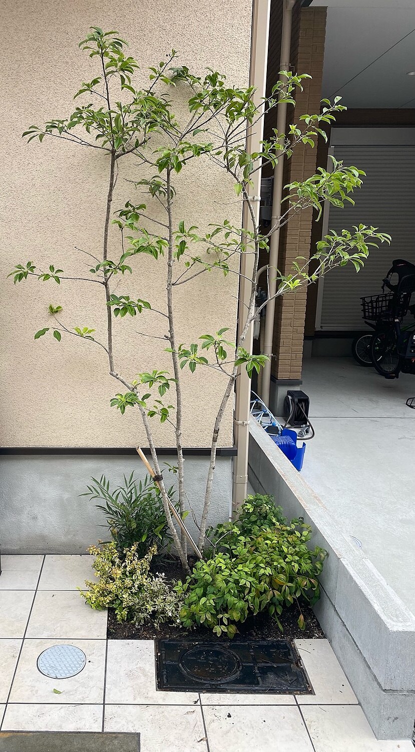 楽天市場 単品販売 アベリア ホープレイズ 15cmポット入り 高さ約cm 設計士さんが使うオシャレな樹 Pvp 常緑低木 フイリアベリア おしゃれな庭に 人気の 植木 庭木 ガーデニング 植木組合より産地直送 植木生産組合直営 植木組合 みんなのレビュー 口コミ