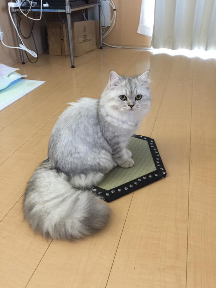 楽天市場】「猫ホイホイ畳（R)」[純国産いぐさ]猫転送装置「猫ほいほい 