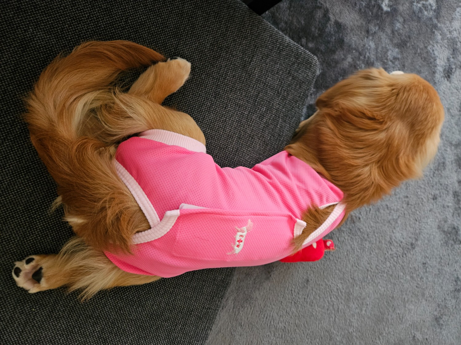 ピンクトイズ　犬娘 ◇ ◇ りきまる君 生後42日になりました。 早いですねー 順調に
