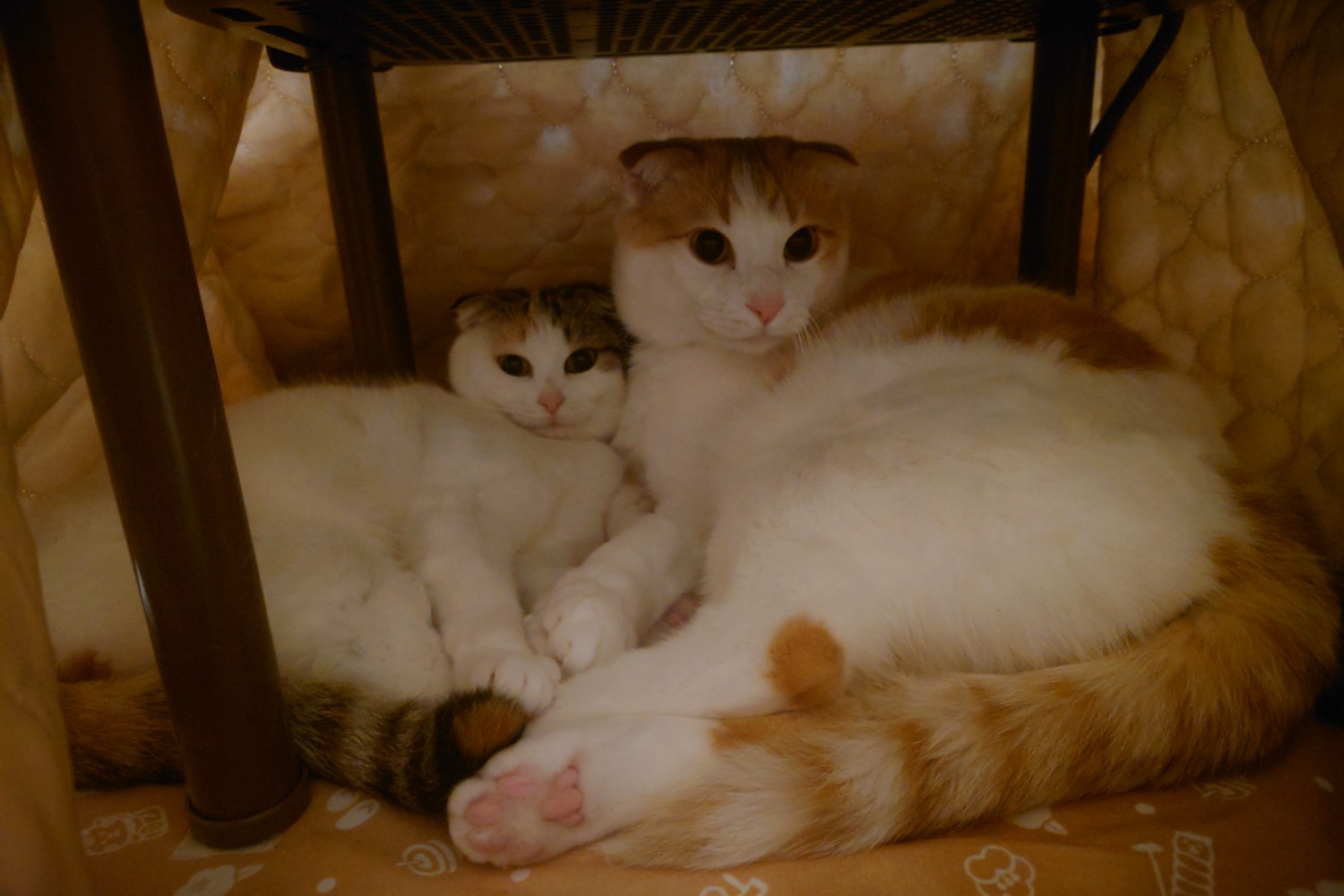 楽天市場】マルカン 猫用こたつ 遠赤外線にゃんこの和みこたつ（にゃ