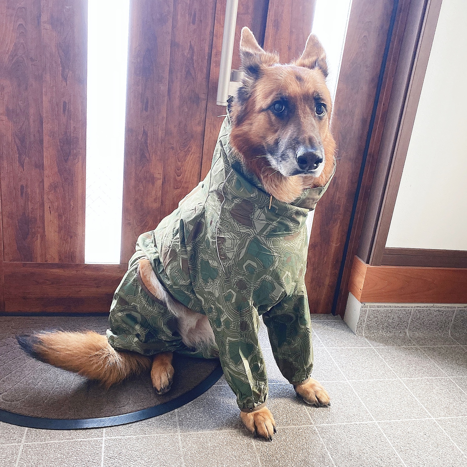 楽天市場】【Hurtta】【フルッタ】・ドッグレインコート 「Downpour Suit ダウンポアスーツ」大型犬用(1stDogCafe) |  みんなのレビュー·口コミ