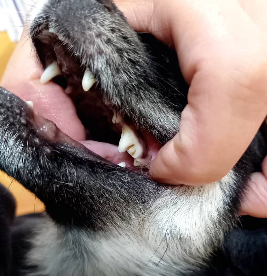 犬 歯石除去 マジックゼオプロ マジックミスト 犬 猫 歯磨き 歯みがき粉 ペースト 歯ブラシ 玩具 歯石取り 器具 歯周病菌  デンタルケア 人気 無添加