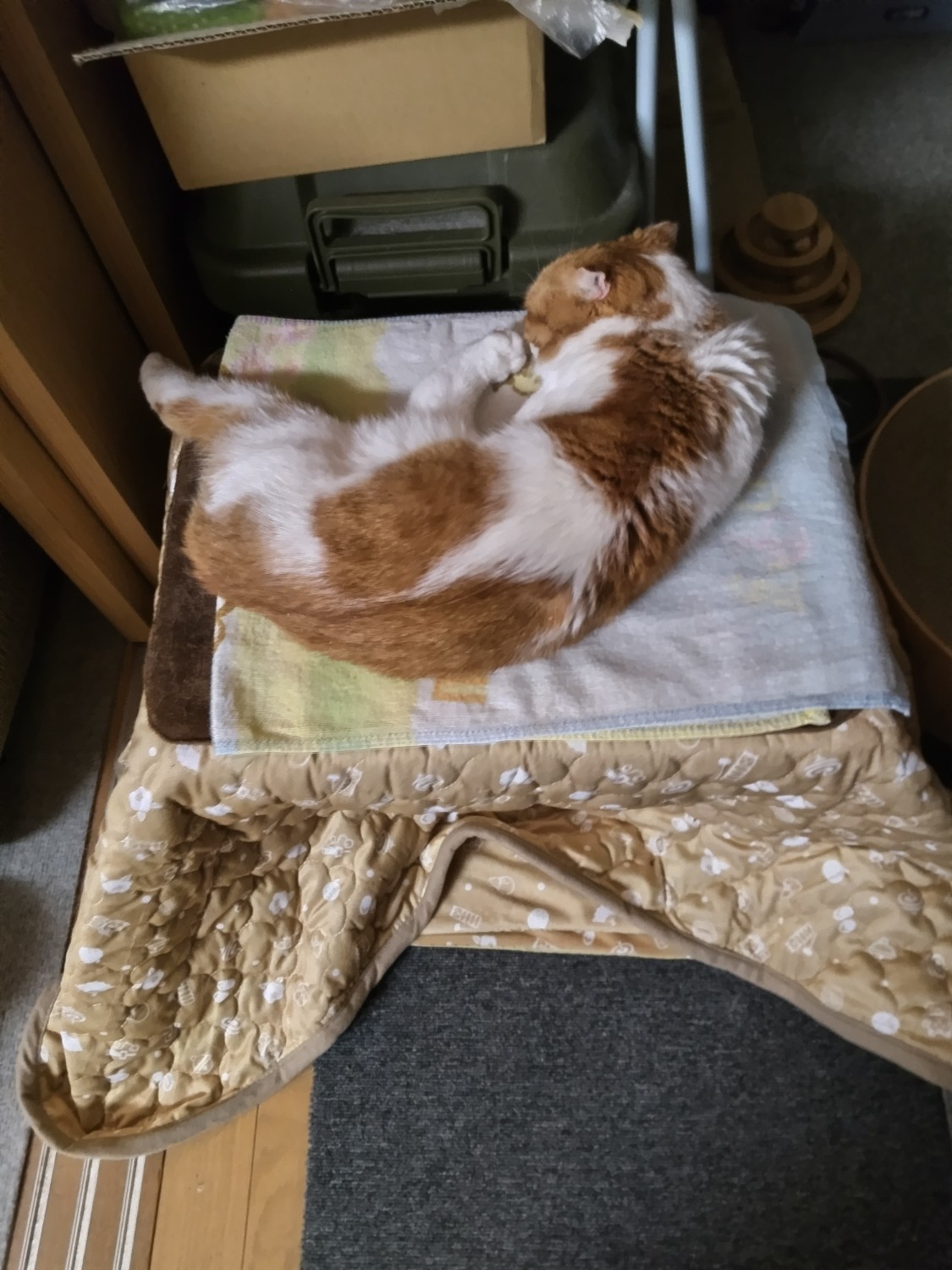 楽天市場】マルカン 猫用こたつ 遠赤外線にゃんこの和みこたつ 楽天市場】マルカン 猫用こたつ 遠赤外線にゃんこの和みこたつ