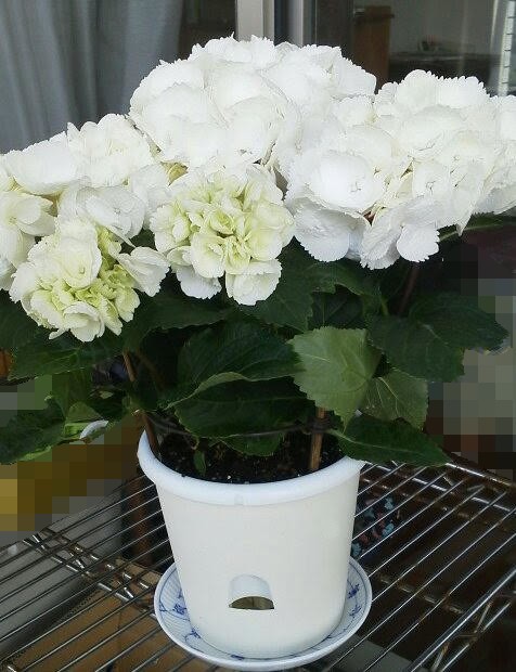 ブラック 紫陽花様 楽天市場】アジサイ ブラックダイヤモンズ 黒葉 額アジサイ 7号