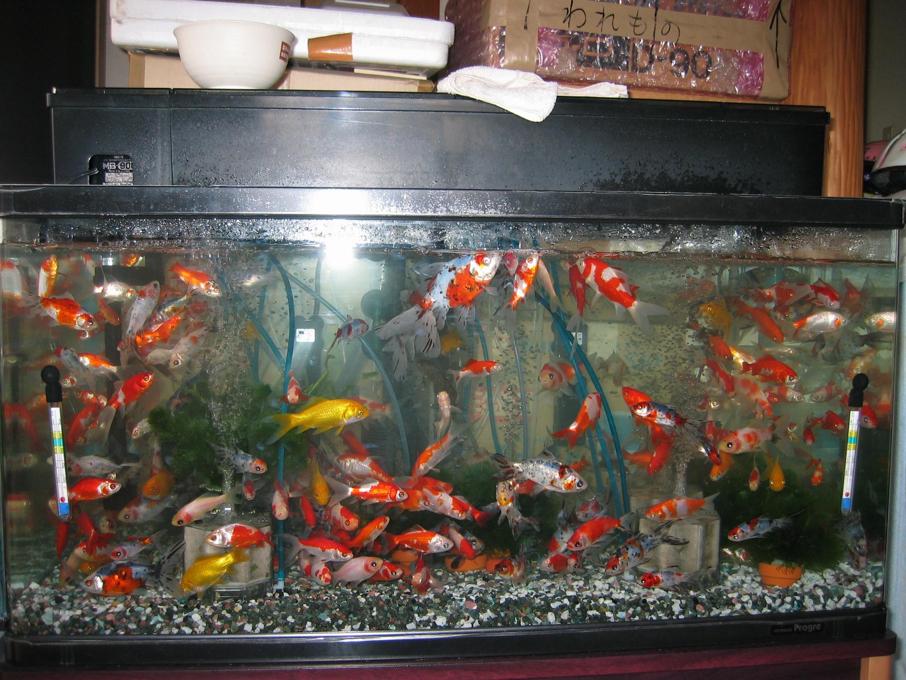 上物！ コメット 親 全長29センチ 金魚