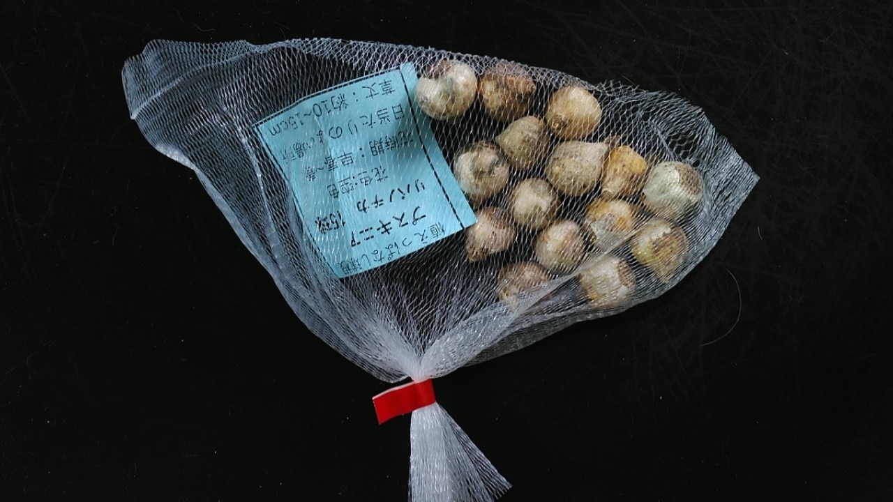 楽天市場 1000円ポッキリ送料無料 植えっぱなし 球根 プスキニア リバノチカ 15球セット お届け中 全国どこでも送料無料 小球根 Puschkinia Scilloides 秋植え球根 球根 プスキニア 花の球根 野放し ガーデニング 秋植え 鉢植え 22bu ハッピーガーデン みんなの