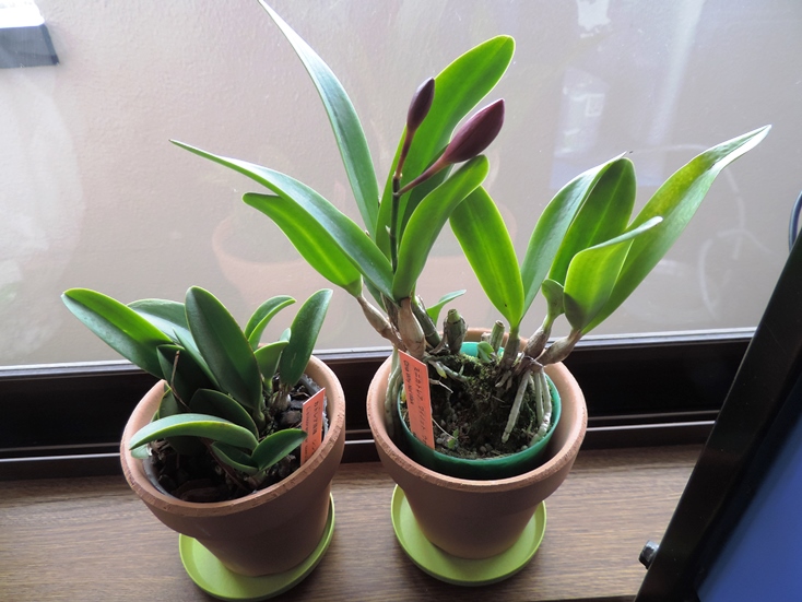 楽天市場 わずか10cm程度の草丈ながら7cm程の大きな花を咲かせます 小型のランを集めている方 青っぽい花色がお好きな方に特にオススメです 希少なセルレア 青花 タイプ 遂に再販 青いミニカトレア原種 シンコラナ セルレア 育てる栽培セット 株は小さいの