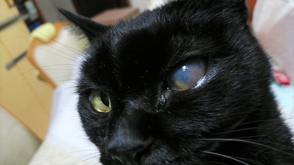 楽天市場】ペット用サプリ コルディ 犬 猫 サプリメント ペット の健康 